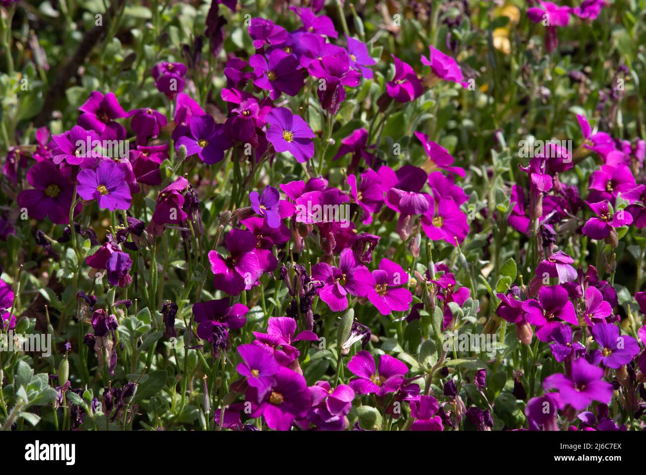 Aubrieta gracilis „Kitte Purple“ Stockfoto