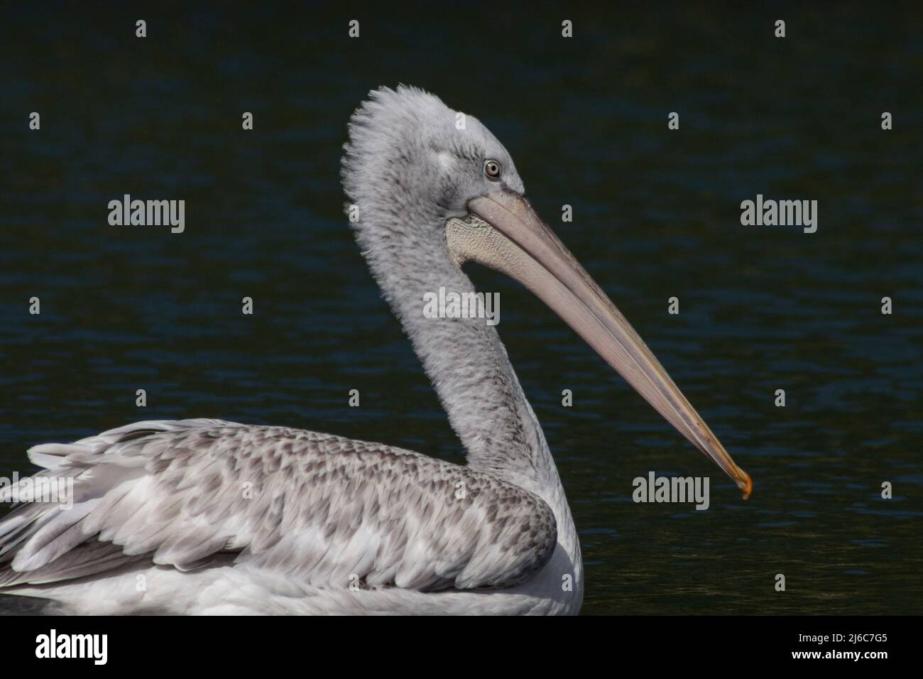 Seitenansicht eines Pelikans, West Sussex, Großbritannien Stockfoto