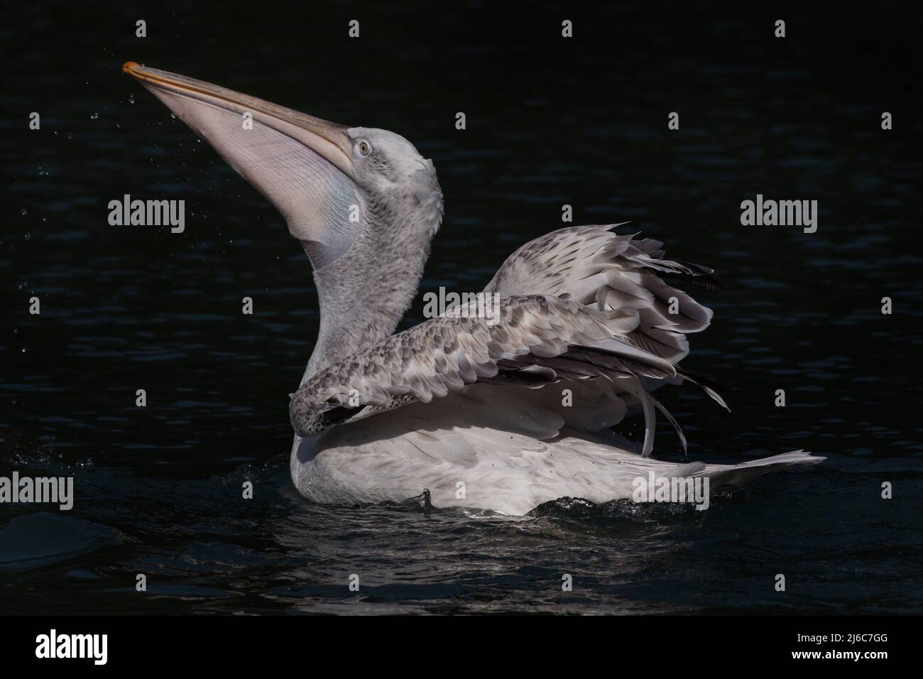 Pelikan schluckt einen Fisch mit vergrößerter Kehltasche, West Sussex, Großbritannien Stockfoto