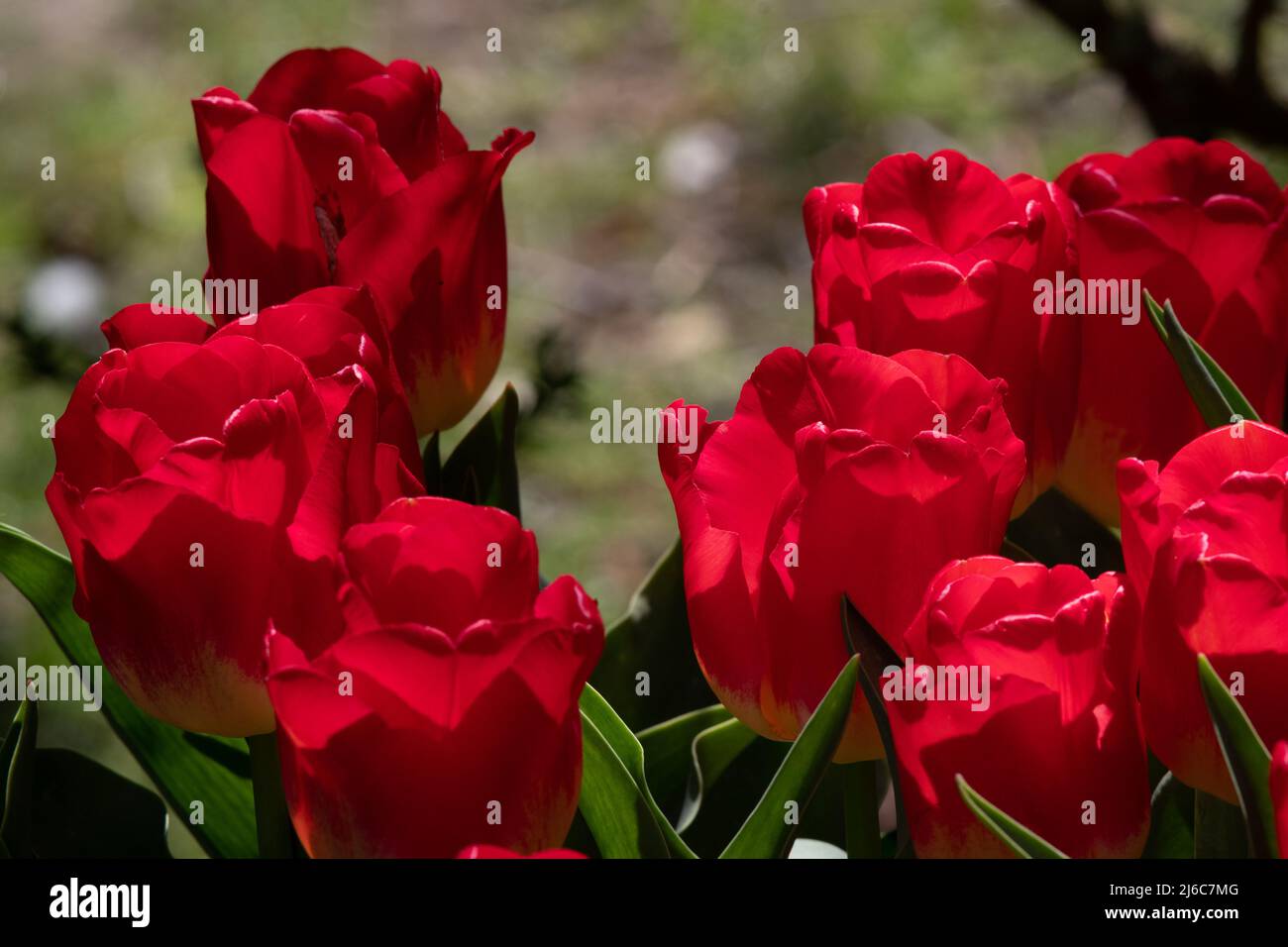 Tulpengeschenk „Royal“ Stockfoto