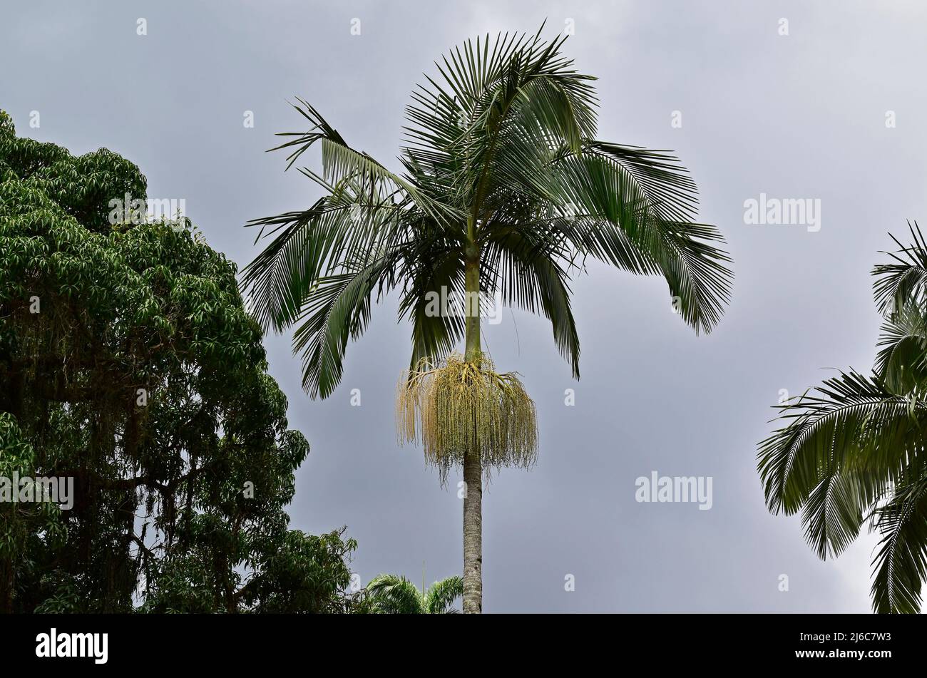 Palmenblüten (Archontophoenix alexandrae) auf tropischem Regenwald Stockfoto