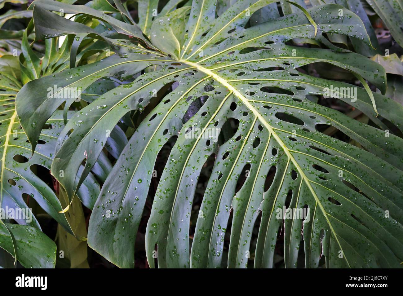 Wassertropfen auf monstera Blatt closeup, Tau Tropfen auf philodendron  Anlage Stockfotografie - Alamy