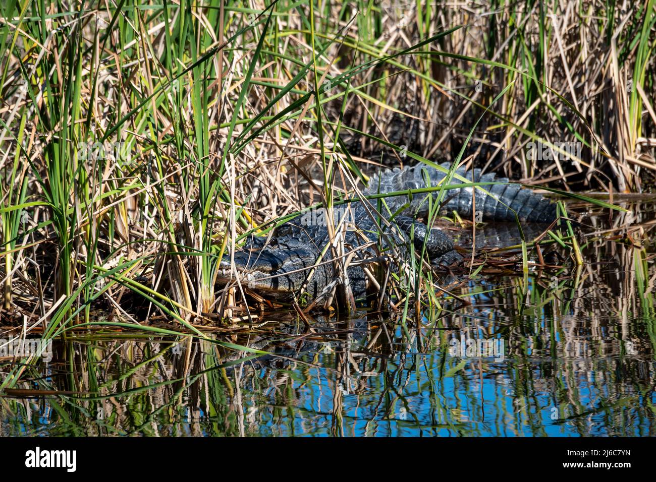 Ochopee, Florida; amerikanischer Alligator 'Alligator mississippiensis' in einem Sumpf in den everglades. Stockfoto