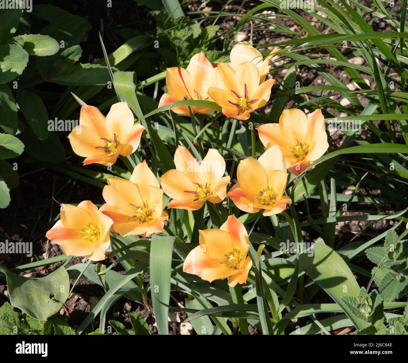 Tulipa linifolia (Batalinii-Gruppe) „Bronze Charm“ Stockfoto