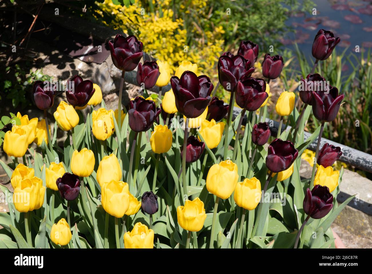 Tulpen Jan Van Nes (gelb) und Continental (kastanienbraun) Stockfoto