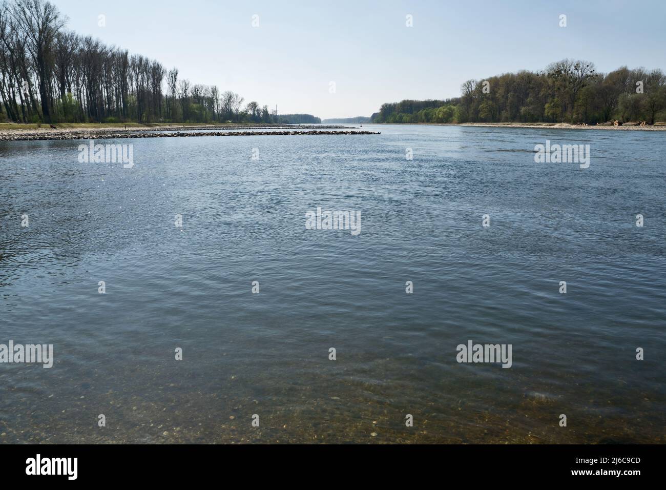 Rhein- und Auenwälder im Frühjahr bei Leopoldshafen, Deutschland Stockfoto