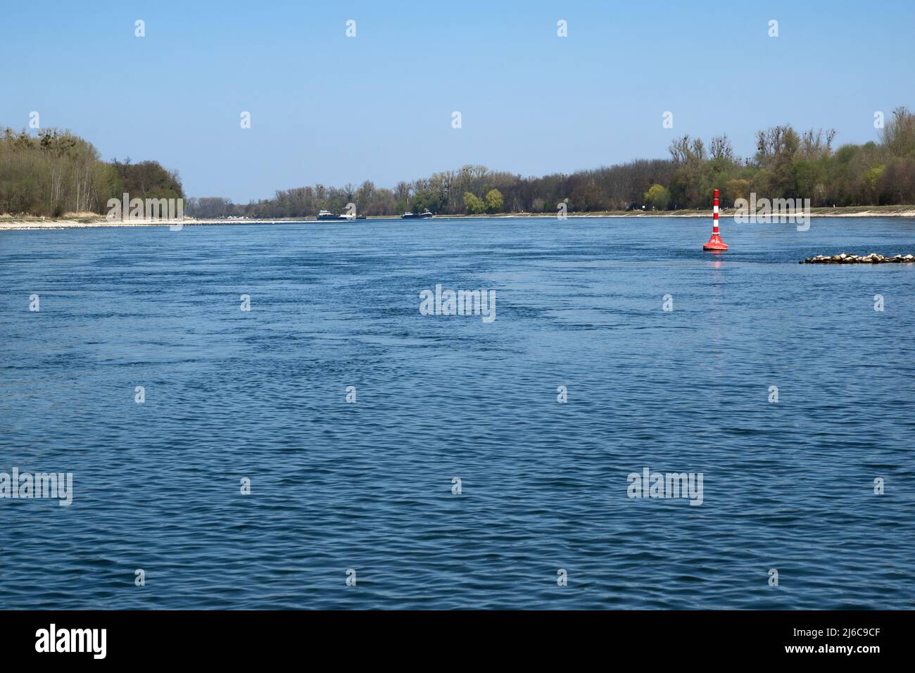 Rhein- und Auenwälder im Frühjahr bei Leopoldshafen, Deutschland Stockfoto
