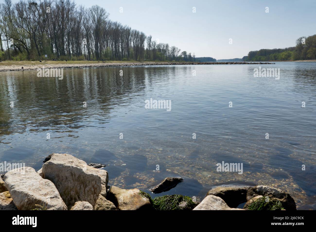 Rhein- und Auenwälder im Frühjahr bei Leopoldshafen, Deutschland Stockfoto