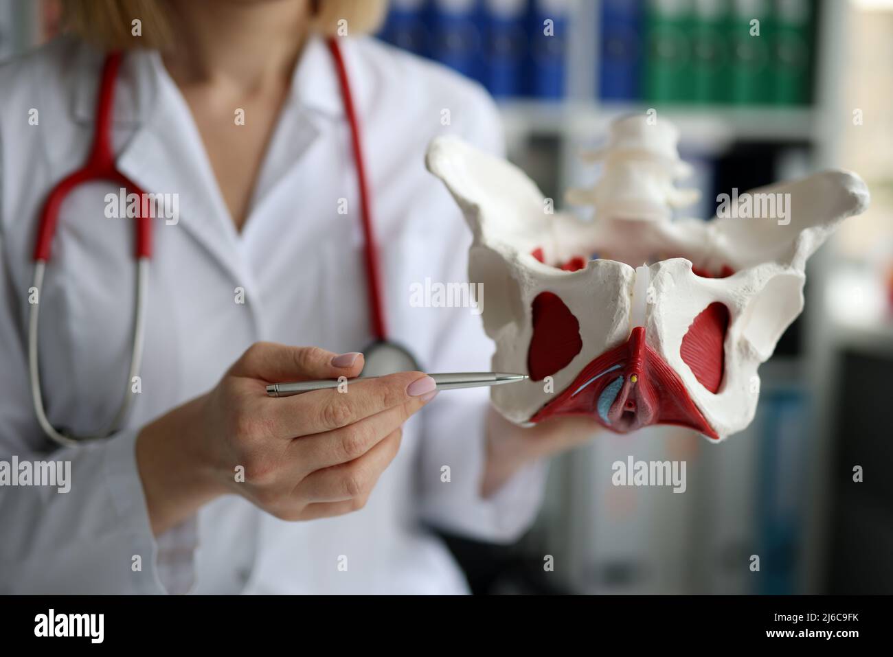 Arzt Gynäkologe zeigt Modell der weiblichen Beckenorgane mit Muskeln Stockfoto Arzt Gynäkologe zeigt Modell der weiblichen Beckenorgane mit Muskeln Stockfoto