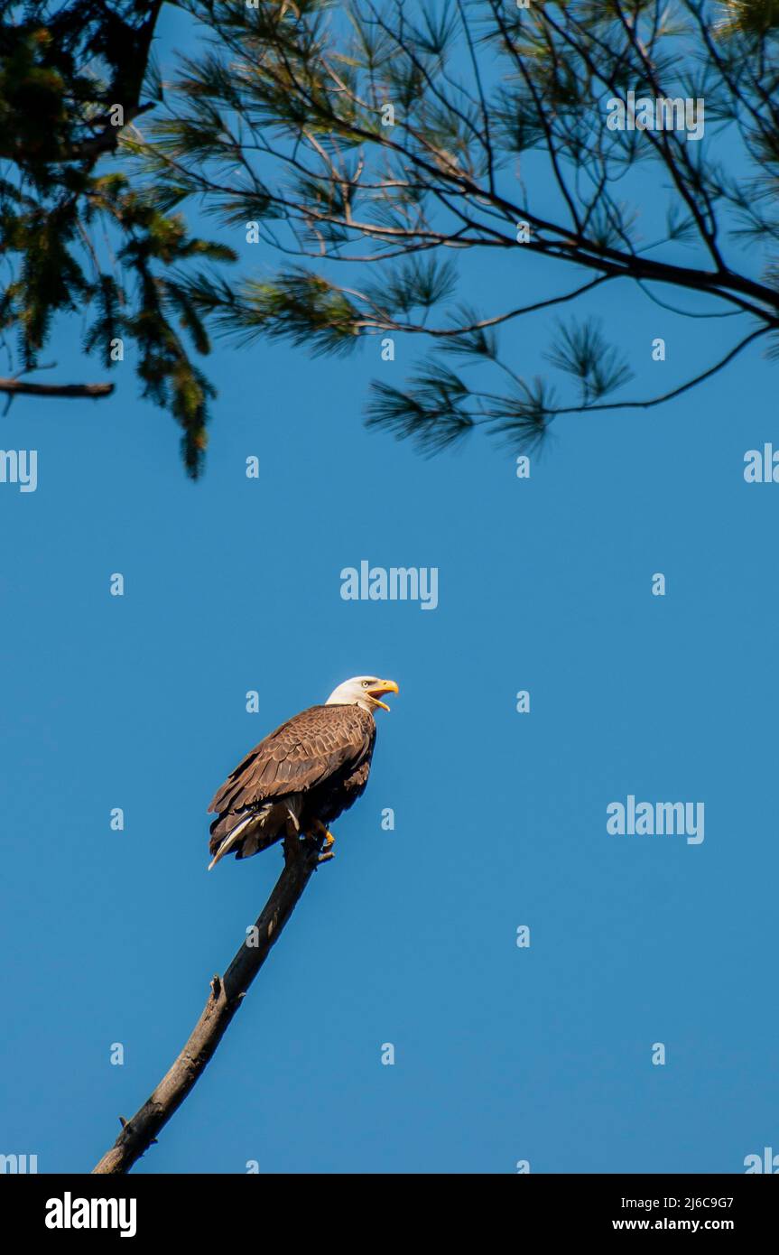 Vadnais Heights, Minnesota. Adulter Weißkopfadler; Haliaeetus leucocephalus thront auf einem einsamem Ast. Stockfoto