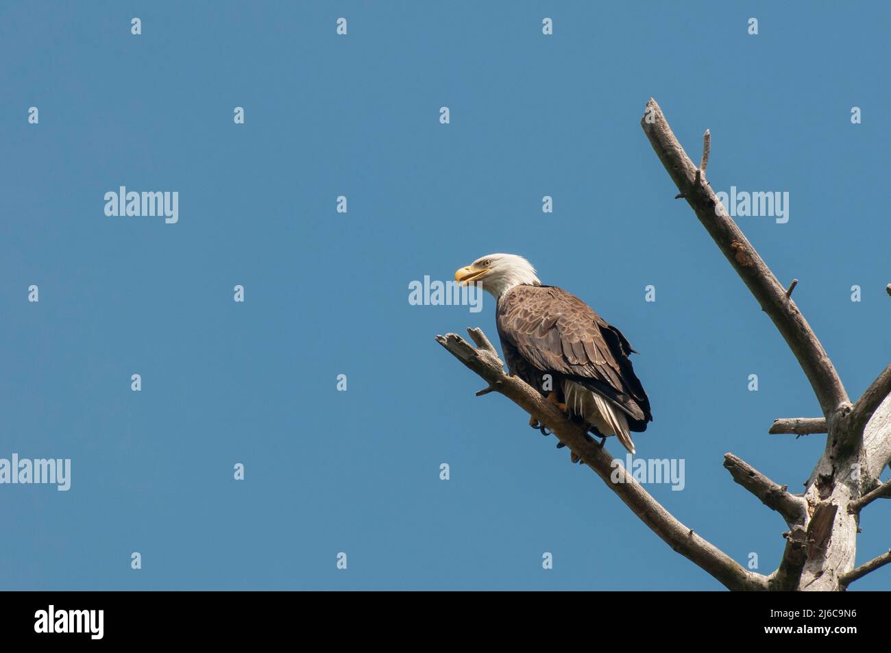 Vadnais Heights, Minnesota. Adulter Weißkopfadler; Haliaeetus leucocephalus thront auf einem alten Baumzweig. Stockfoto