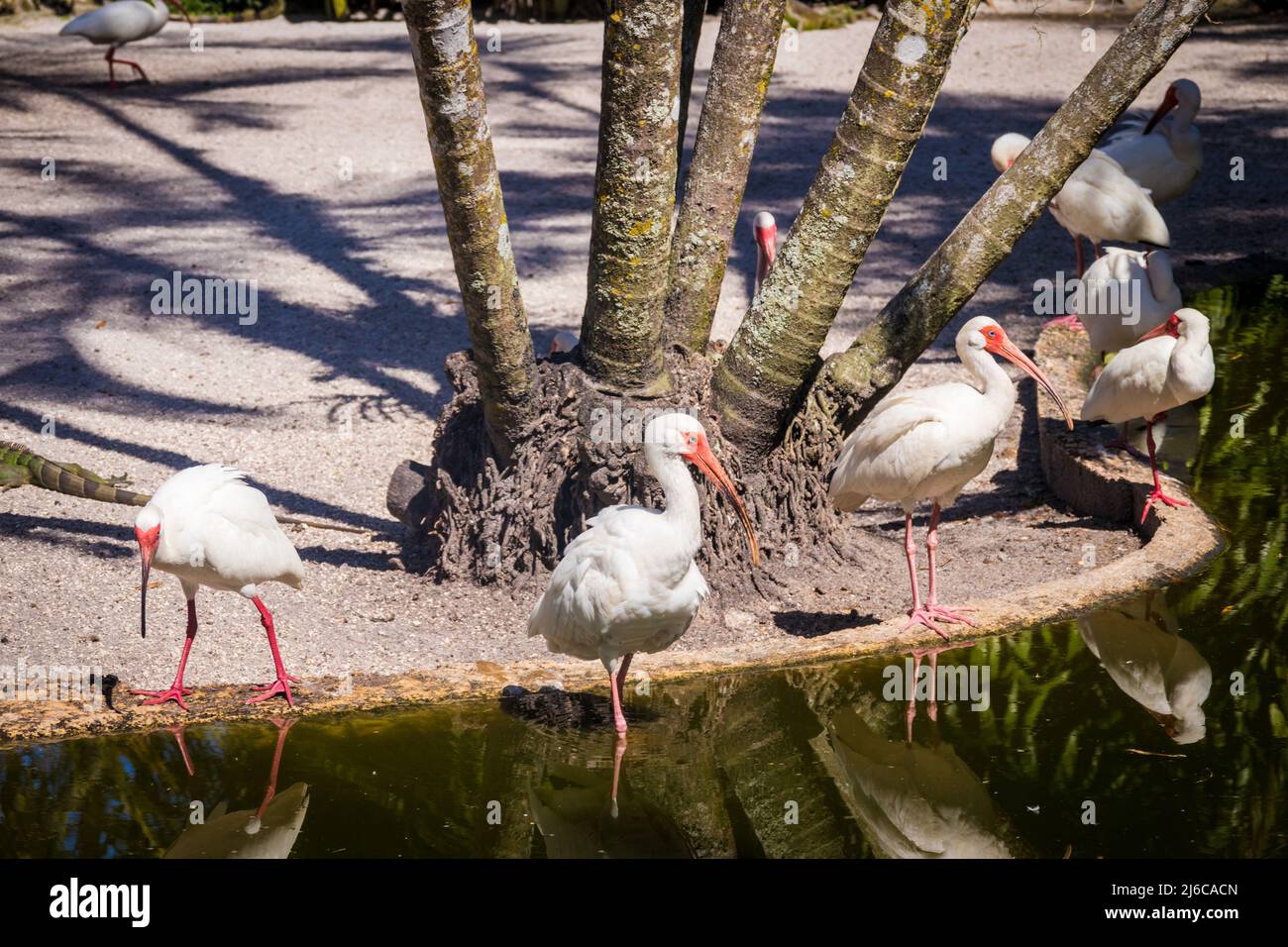 American White Ibis Feuchtgebiet Vogel langbeinige Vogel in Florida Garten Stockfoto