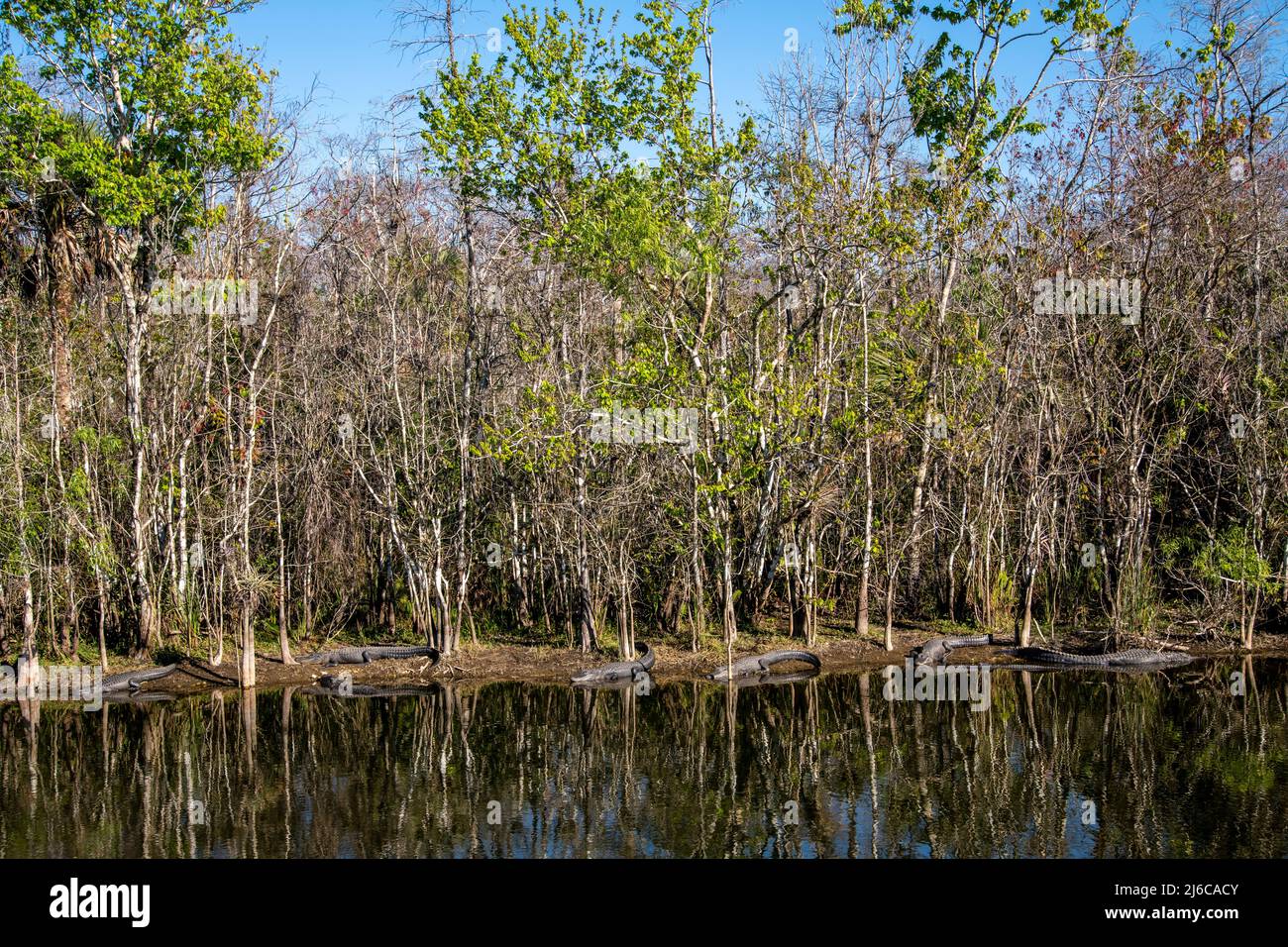 Ochopee, Florida. Sieben amerikanische Alligatoren 'Alligator mississippiensis' sonnen sich am Ufer eines Sumpfes in den Everglades. Stockfoto