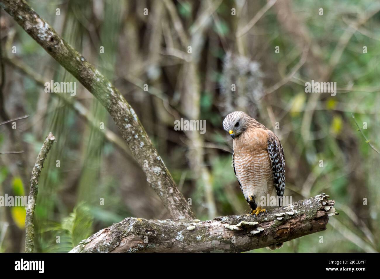 Naples, Florida; Corkscrew Swamp Sanctuary. Erwachsener, rotschulteriger Hawk (Buteo lineatus), der am Abend auf einem Bein auf der Suche nach Beute am Boden steht Stockfoto