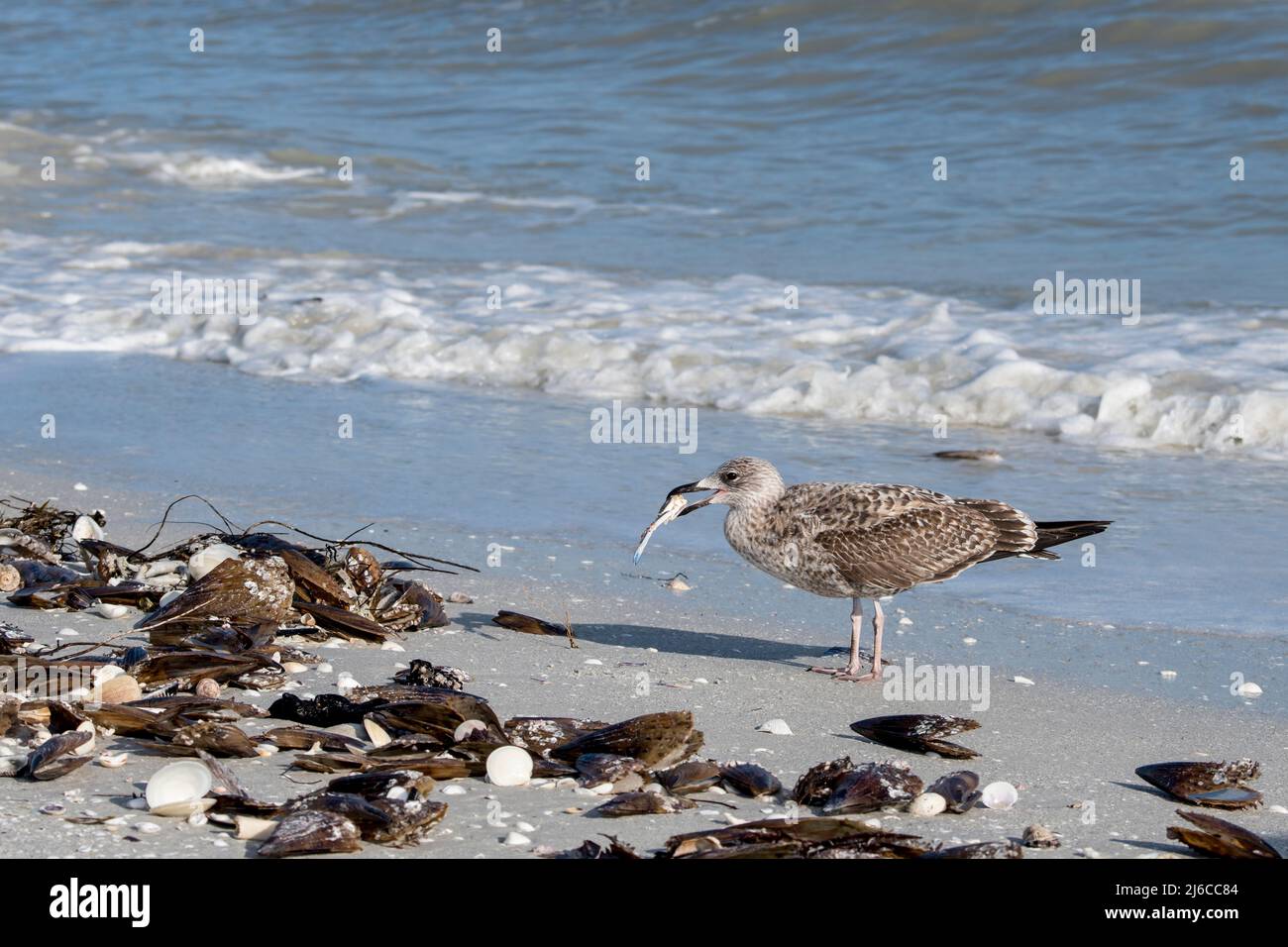 Florida. 1. Winter Lesser Blacked-backed Gull, (Larus fuscus) essen eine Krabbe auf Sanibel Island entlang des Golfs von Mexiko. Stockfoto