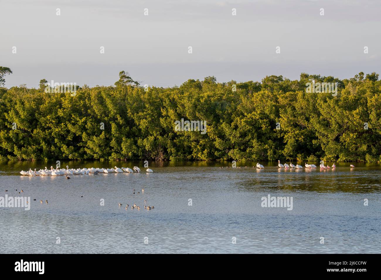 Florida. American White Pelicans, (Pelecanus erythrorhynchos) und Roseate Löffler (Platalea ajaja) im J.N. Ding Darling National Wildlife Refug Stockfoto