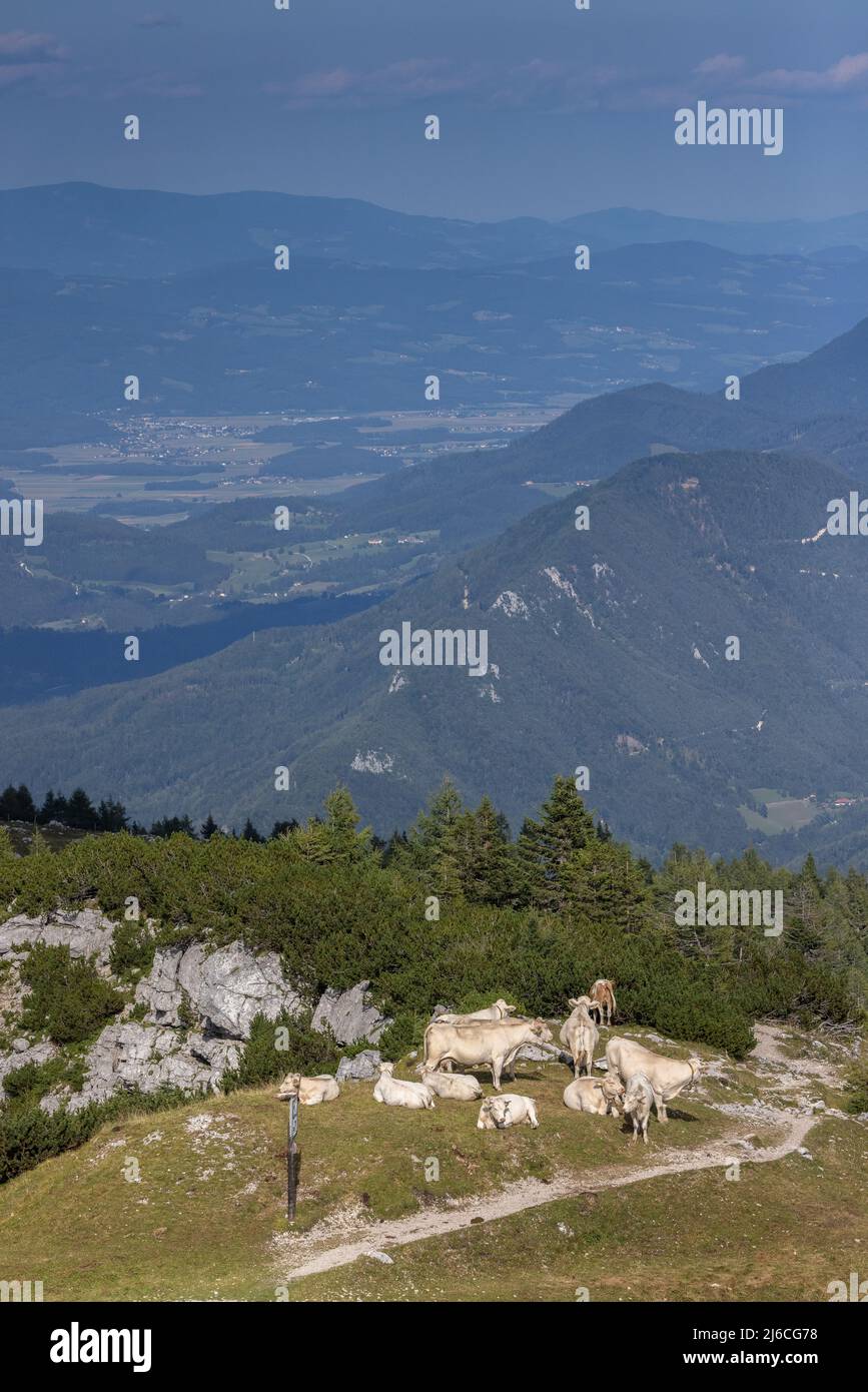 Viehweide auf einem hohen Kalksteinberg, Hochobir, (2139m) in den Karawanken, Österreich. Stockfoto