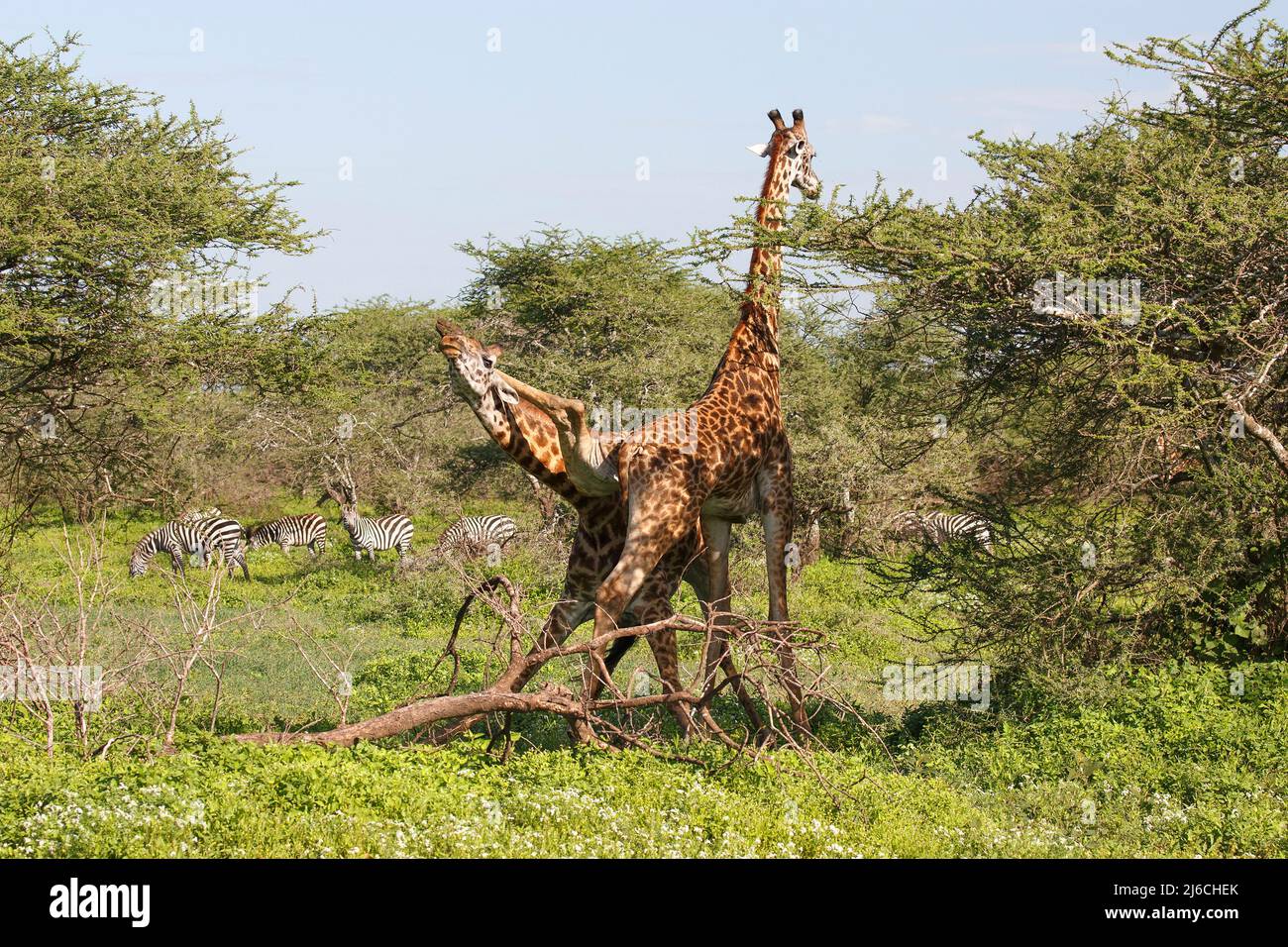 Zwei männliche Masai Giraffen (Giraffa camelopardalis tippelskirchii) kämpfen in ungewöhnlicher Weise im Norden Tansanias Stockfoto