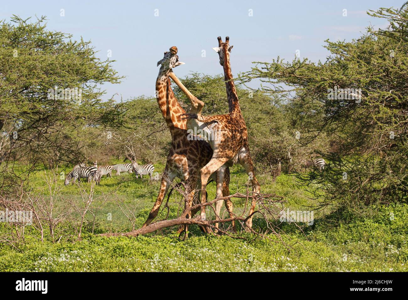 Zwei männliche Masai Giraffen (Giraffa camelopardalis tippelskirchii) ringen auf einzigartige Weise im Norden Tansanias Stockfoto