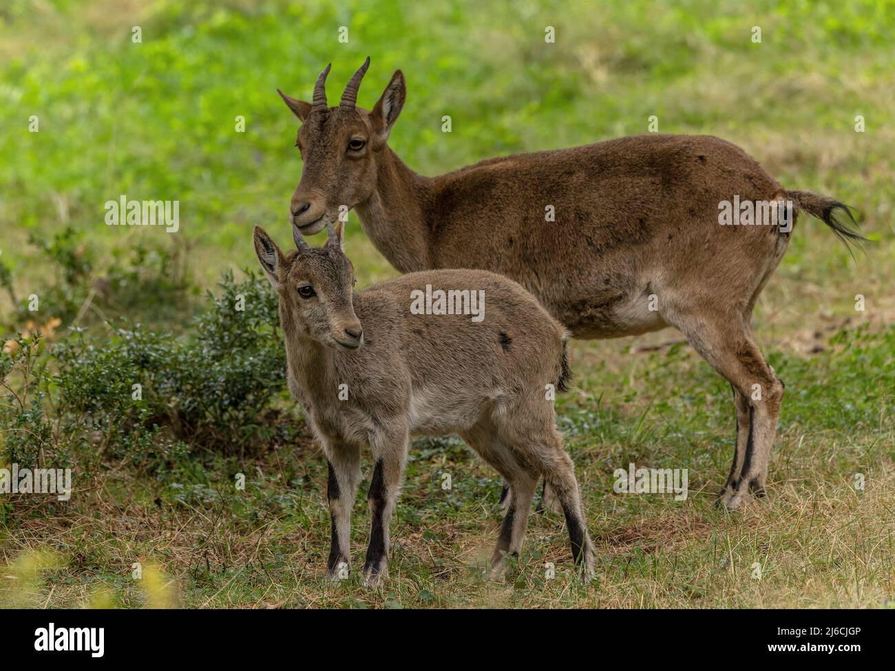 Junger iberischer Steinbock, Capra pyrenaica, mit seiner Mutter im Bergland, Spanien. Stockfoto