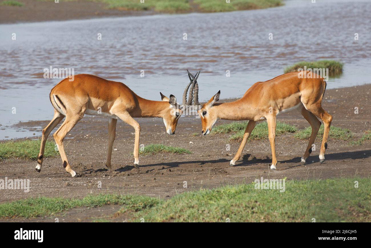 Zwei Impala-Männchen (Aepyceros melampus) beginnen in Tansania einen Scheinkampf zu führen Stockfoto