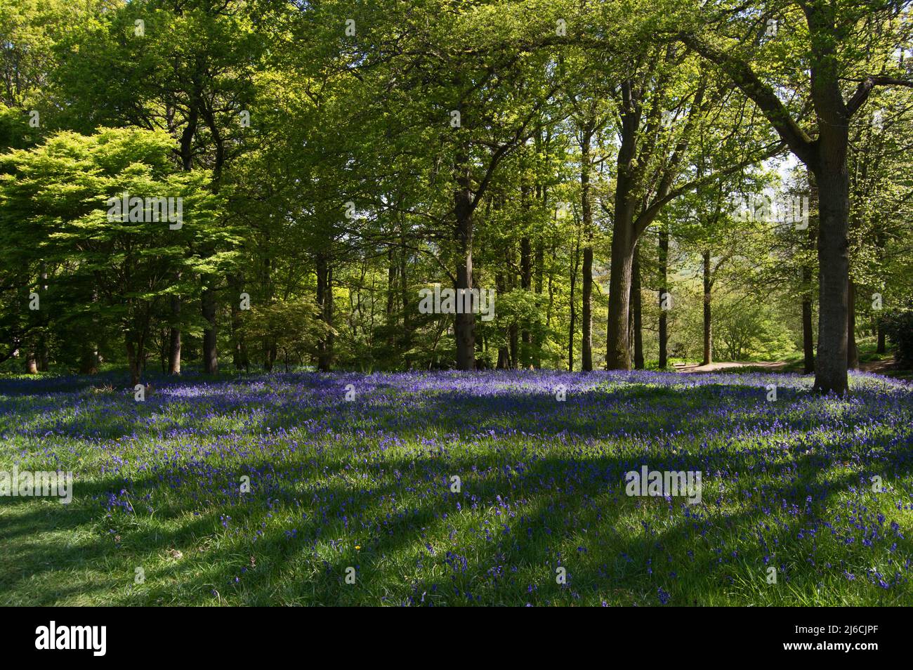 Bluebells (Hyacinthoides non-scripta) im Winkworth Arboretum, Surrey Stockfoto