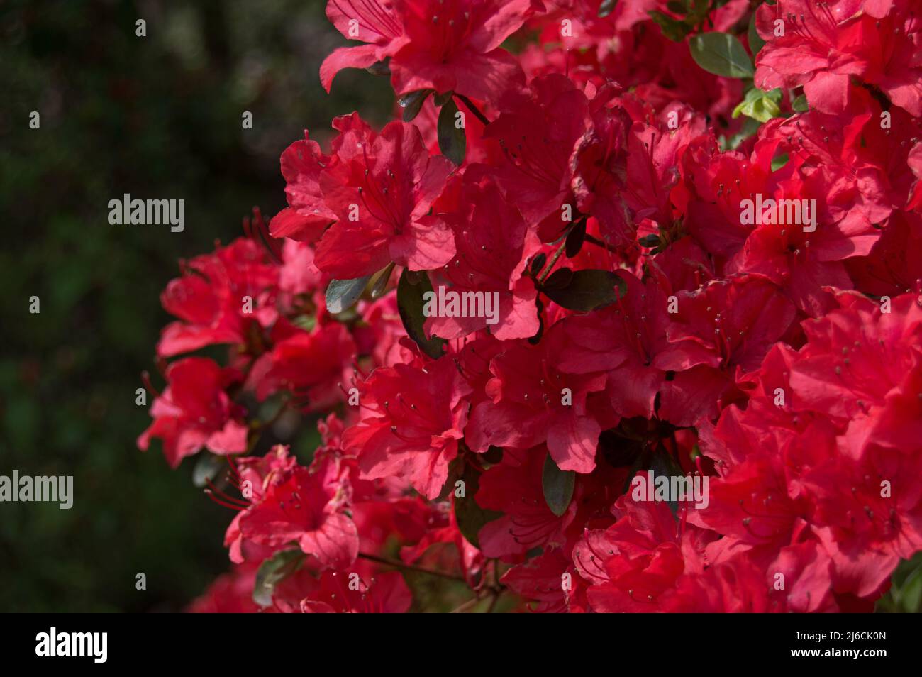 Blühende Azaleen im Winkworth Arboretum, Surrey, England Stockfoto