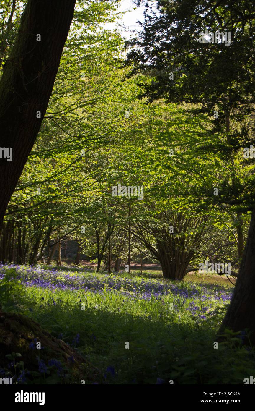 Bluebells (Hyacinthoides non-scripta) im Winkworth Arboretum, Surrey Stockfoto