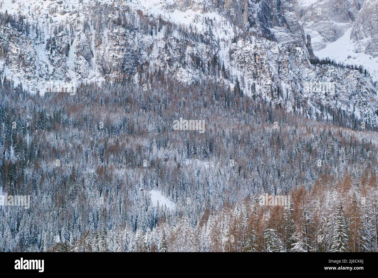 Wald mit Neuschnee am steilen Nordhang der Sellagruppe in den Alpen, von Colfosco (Alta Badia) aus gesehen. Stockfoto