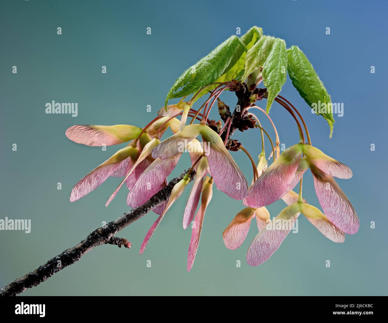 Samaras (geflügelte Samen) und auftauchende Blätter von Drummond's Ahornbaum (Acer rubrum drummondii), einer Vielzahl von roten Ahornbäumen, die im Südosten der USA verbreitet sind Stockfoto