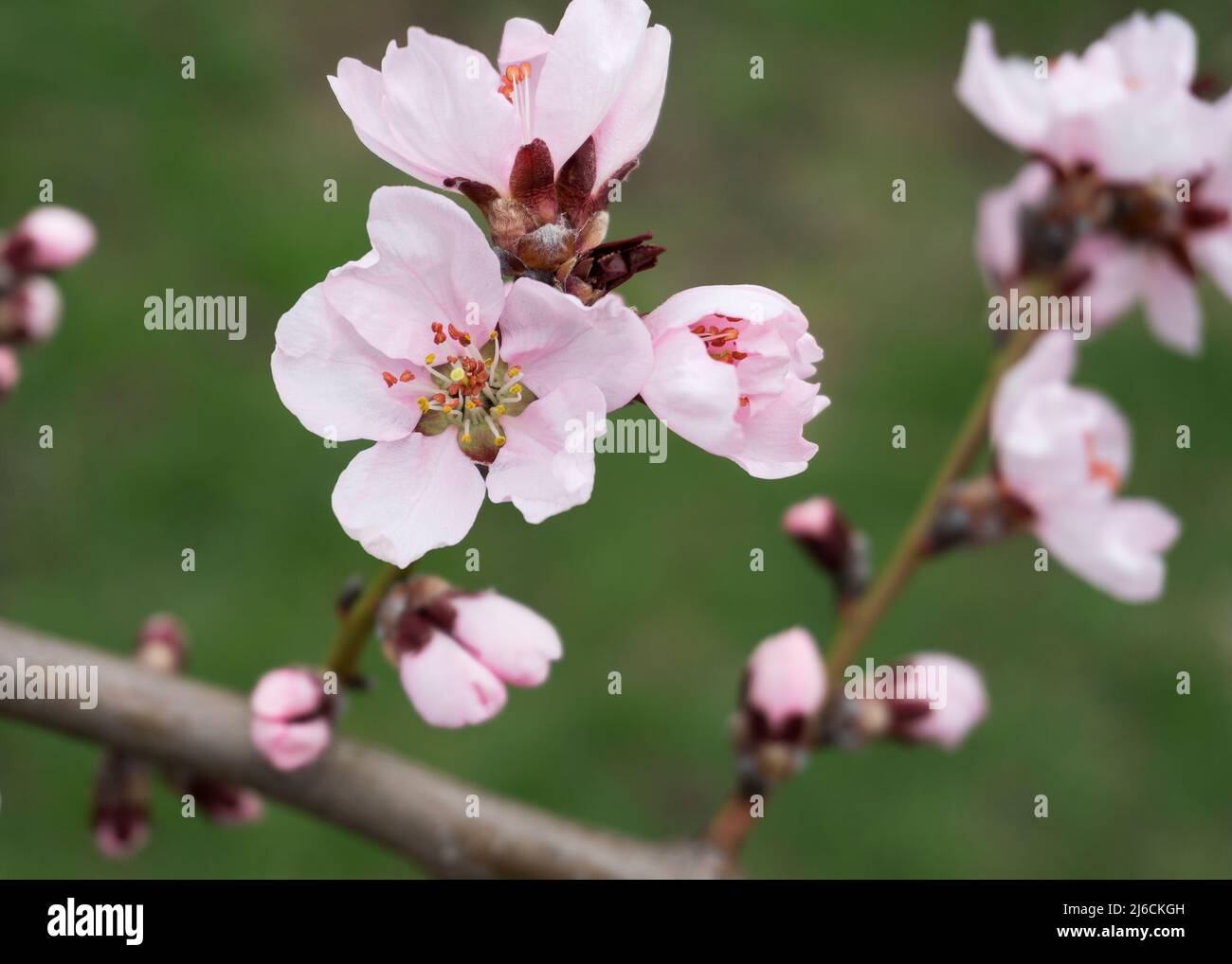 Rosa Pfirsich blüht im Frühjahr 9 Stockfoto