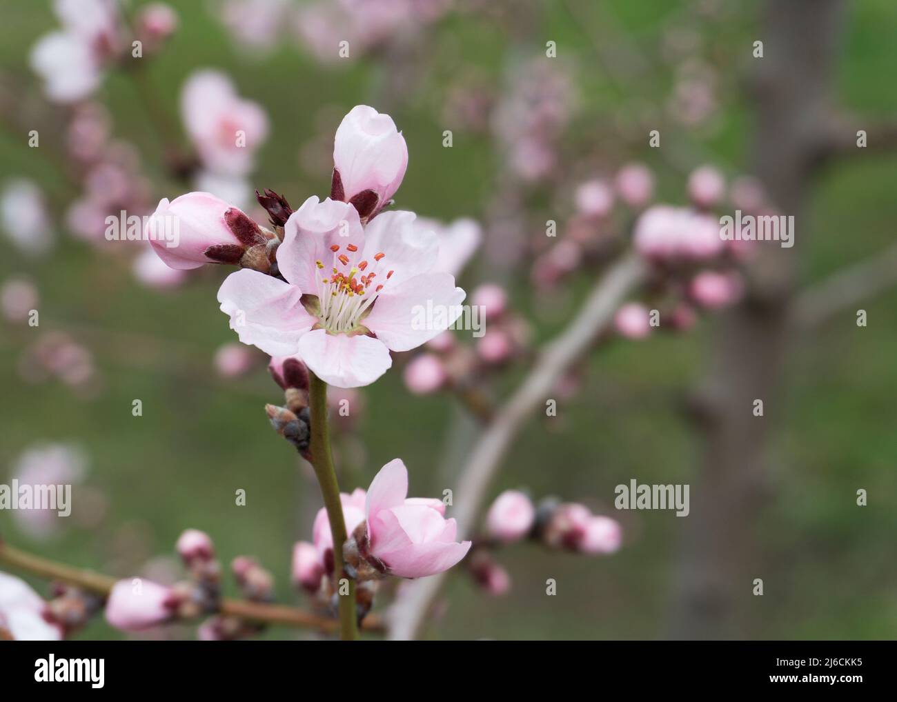 Rosa Pfirsich blüht im Frühjahr 11 Stockfoto