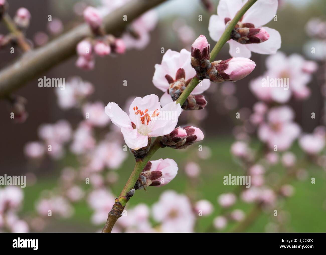 Rosa Pfirsich blüht im Frühjahr 12 Stockfoto