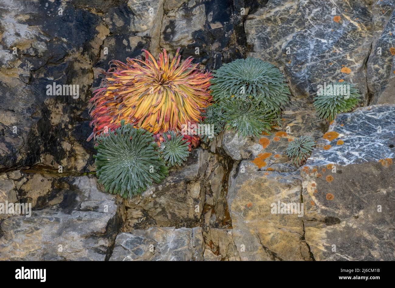 Pyrenäensaxifrage, Saxifraga longifolia nicht blühende Rosetten auf Kalksteinfelsen, Pyrenäen. Stockfoto