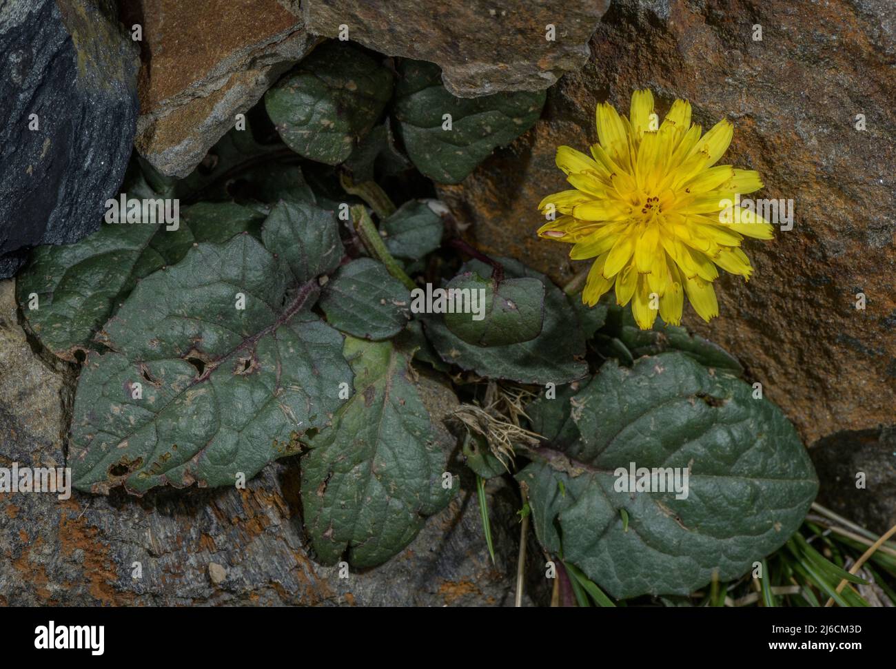 Zwerghawksbart, Crepis pygmaea, blüht in den hohen Pyrenäen. Stockfoto