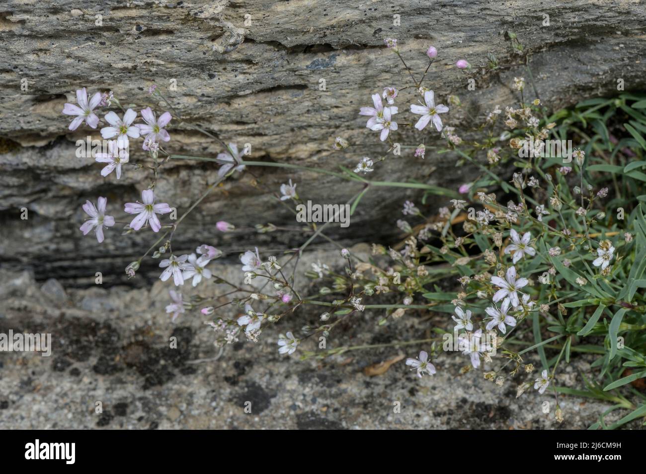 Alpine Gypsophila, Gypsophila repens in Blüte im Spätsommer, Pyrenäen. Stockfoto