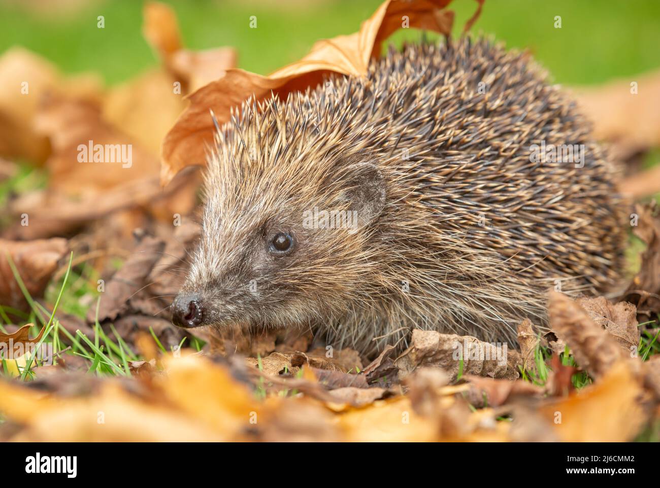 Igel, Wissenschaftlicher Name: Erinaceus Europaeus. Nahaufnahme eines wilden, einheimischen, europäischen Igels, der im Frühling aus dem Winterschlaf aufwacht und auf der linken seite i steht Stockfoto