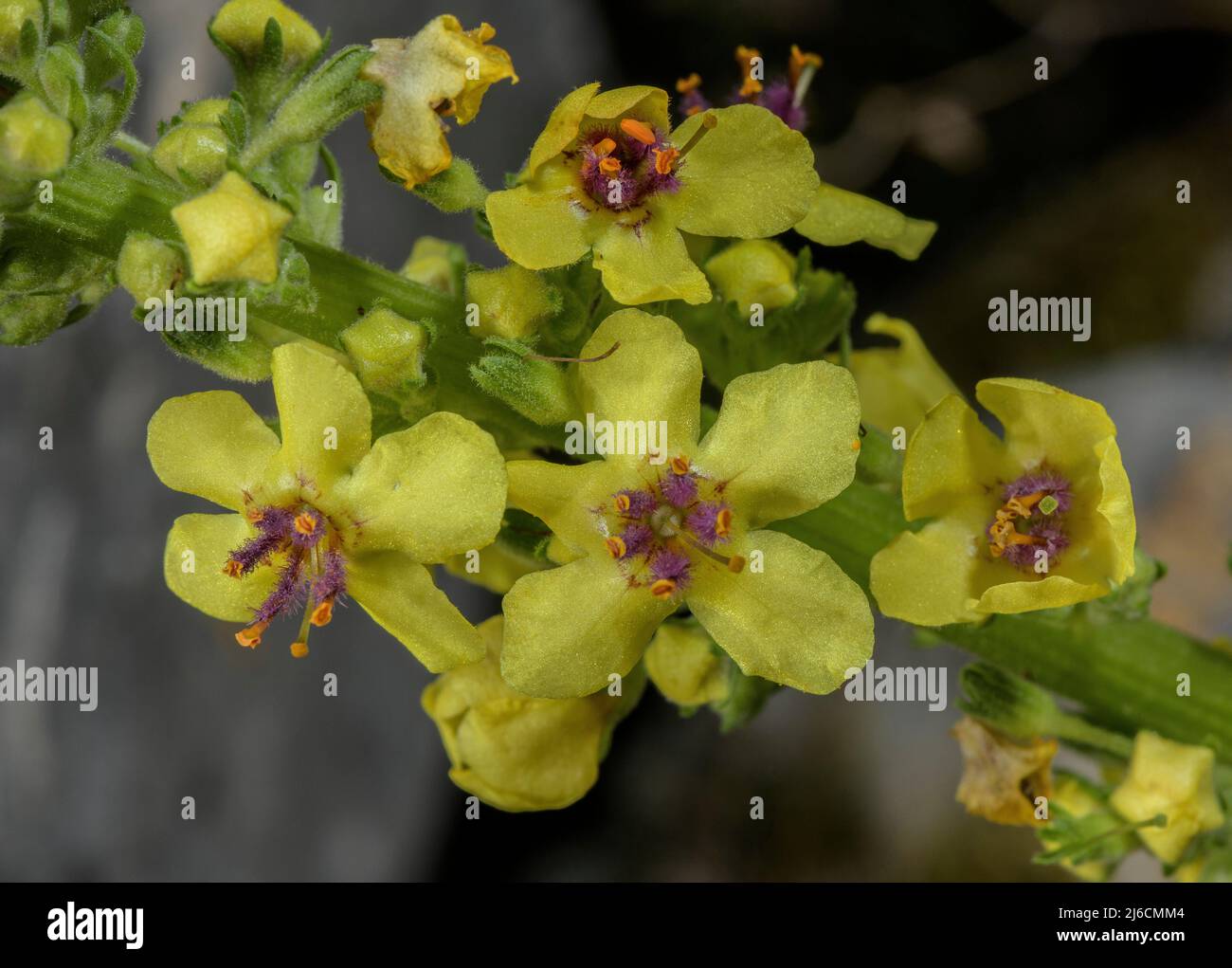 Black Mullein, Verbascum nigrum, blüht im Spätsommer. Stockfoto