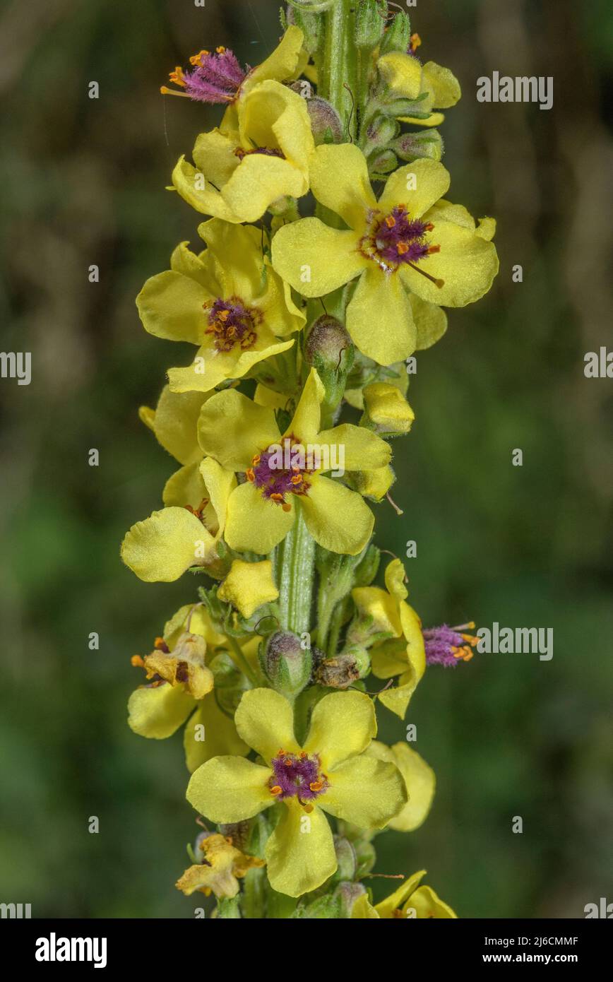 Black Mullein, Verbascum nigrum, blüht im Spätsommer. Stockfoto