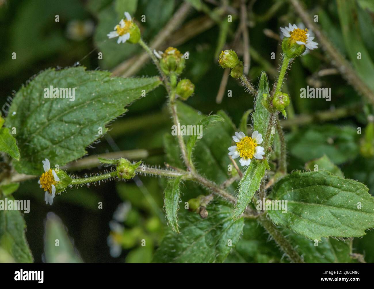 Shaggy-Soldat, Galinsoga quadriradiata, eingebürgert in Europa, aus Mexiko. Stockfoto