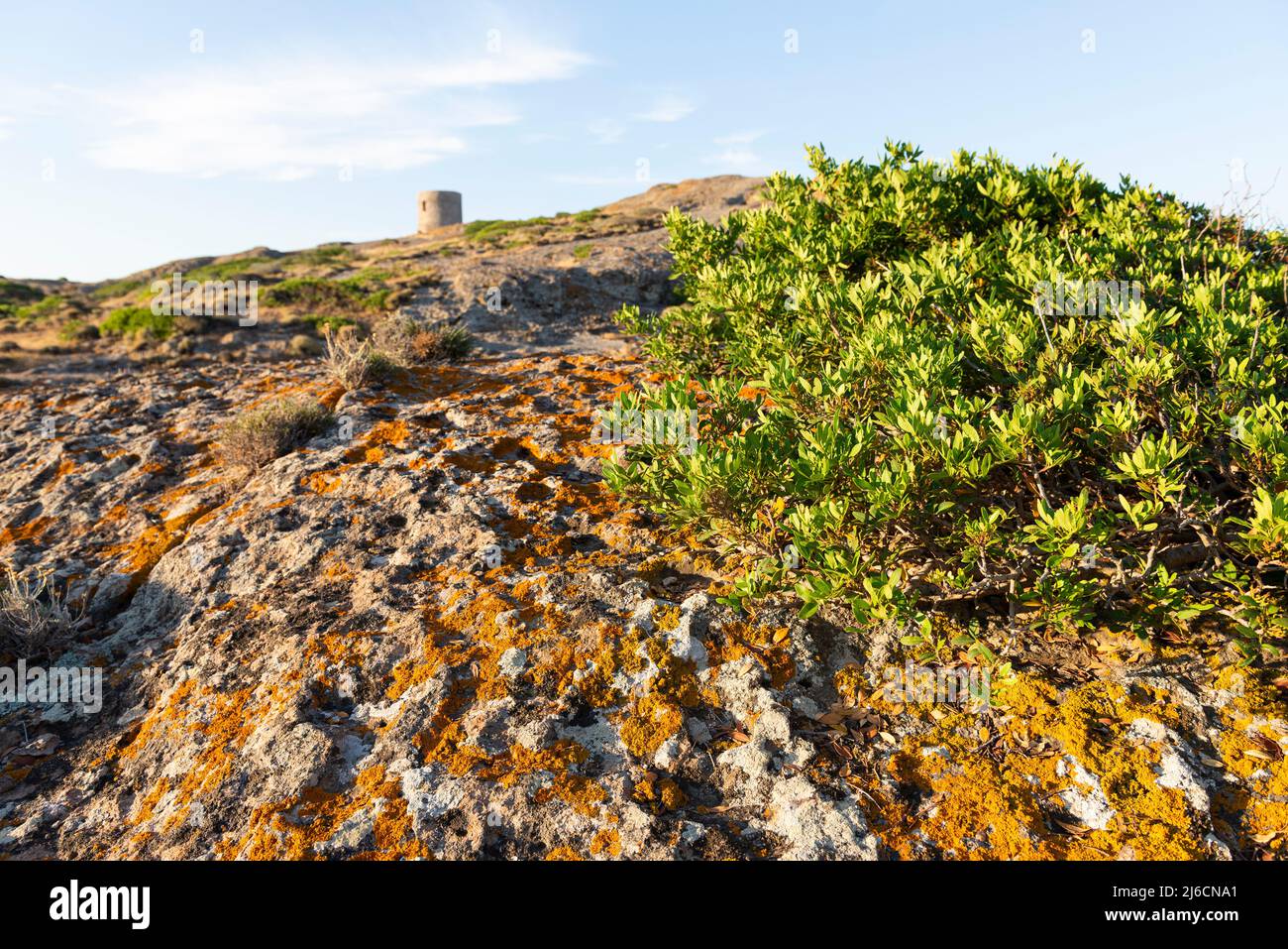 Orangenmoos und grüne Pflanzen auf Felsen am Torre Argentario an der Westküste Sardiniens in der warmen Morgensonne, Italien, Europa Stockfoto