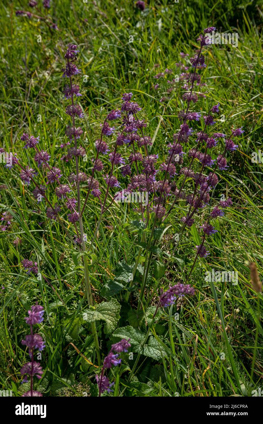 Gequälte Klare, Salvia verticillata in Blüte im Grasland, Rumänien. Stockfoto