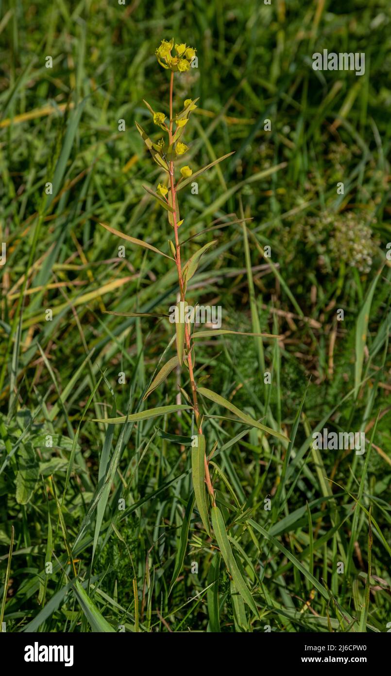 Blattspurge, Esiula, in Blüte im Grasland, Karpaten. Stockfoto
