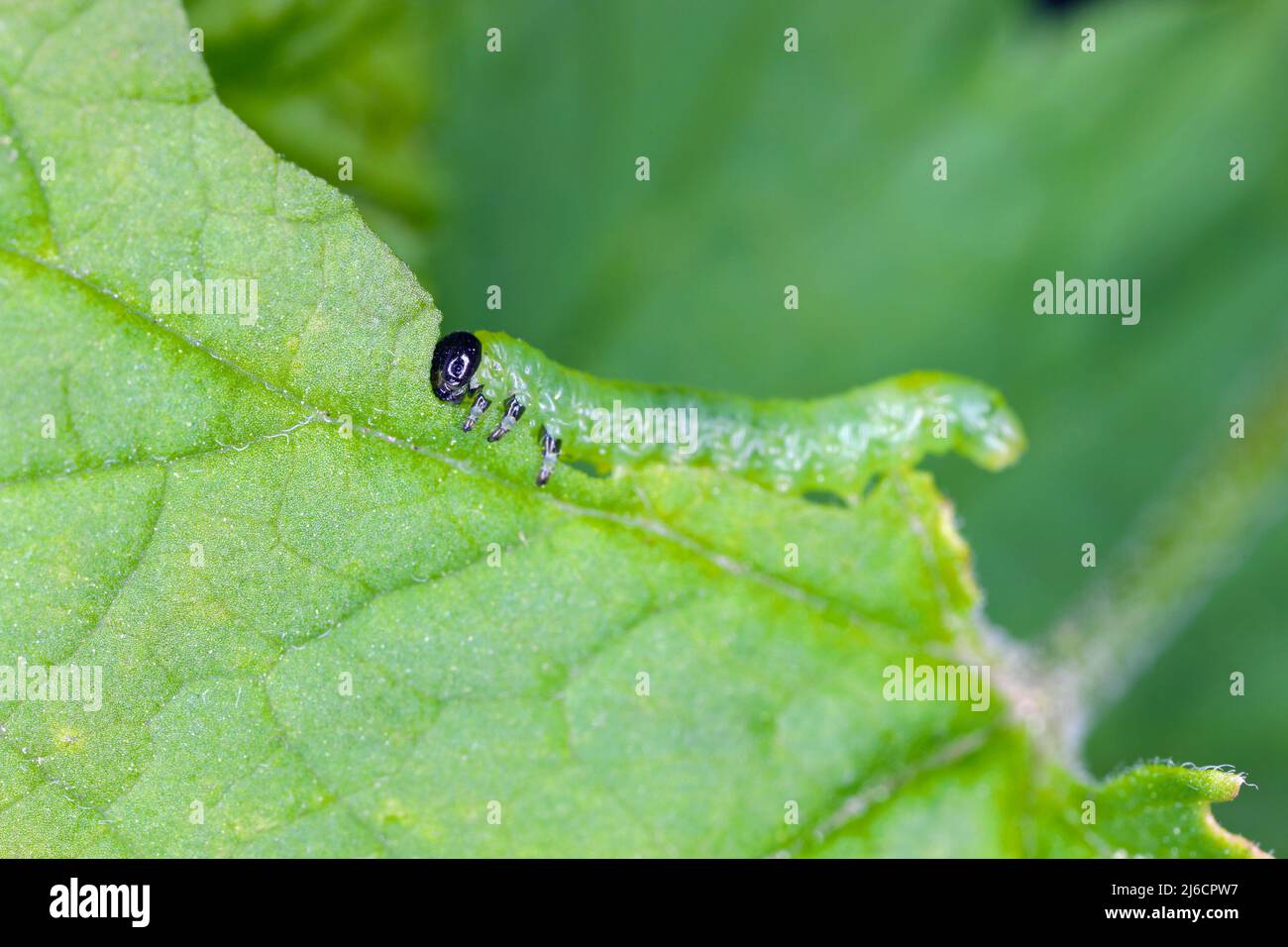 Kleine Stachelbeere-Säge Pristiphora rufipes - Blatt der Johannisbeere, die von den Larven frisst. Die Johannisbeersawfly ist ein Schädling von Johannisbeeren und Stachelbeeren. Stockfoto