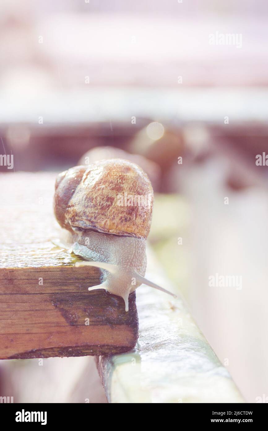 Können Schnecken Unter Wasser Atmen Essbare schnecken -Fotos und -Bildmaterial in hoher Auflösung – Alamy