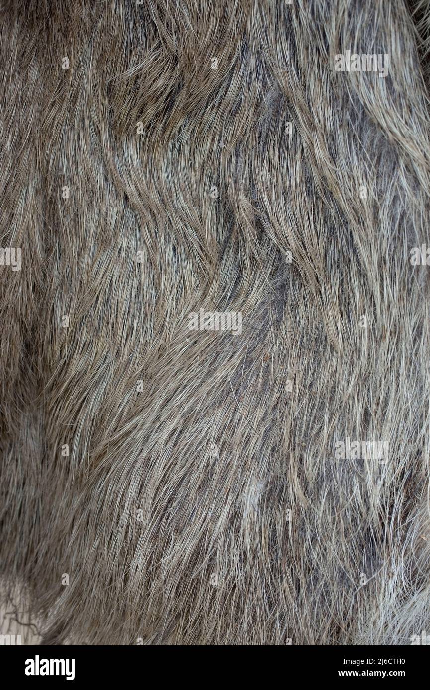 Wildschwein-Fell, abstrakter Makrohintergrund mit geringer Schärfentiefe Stockfoto