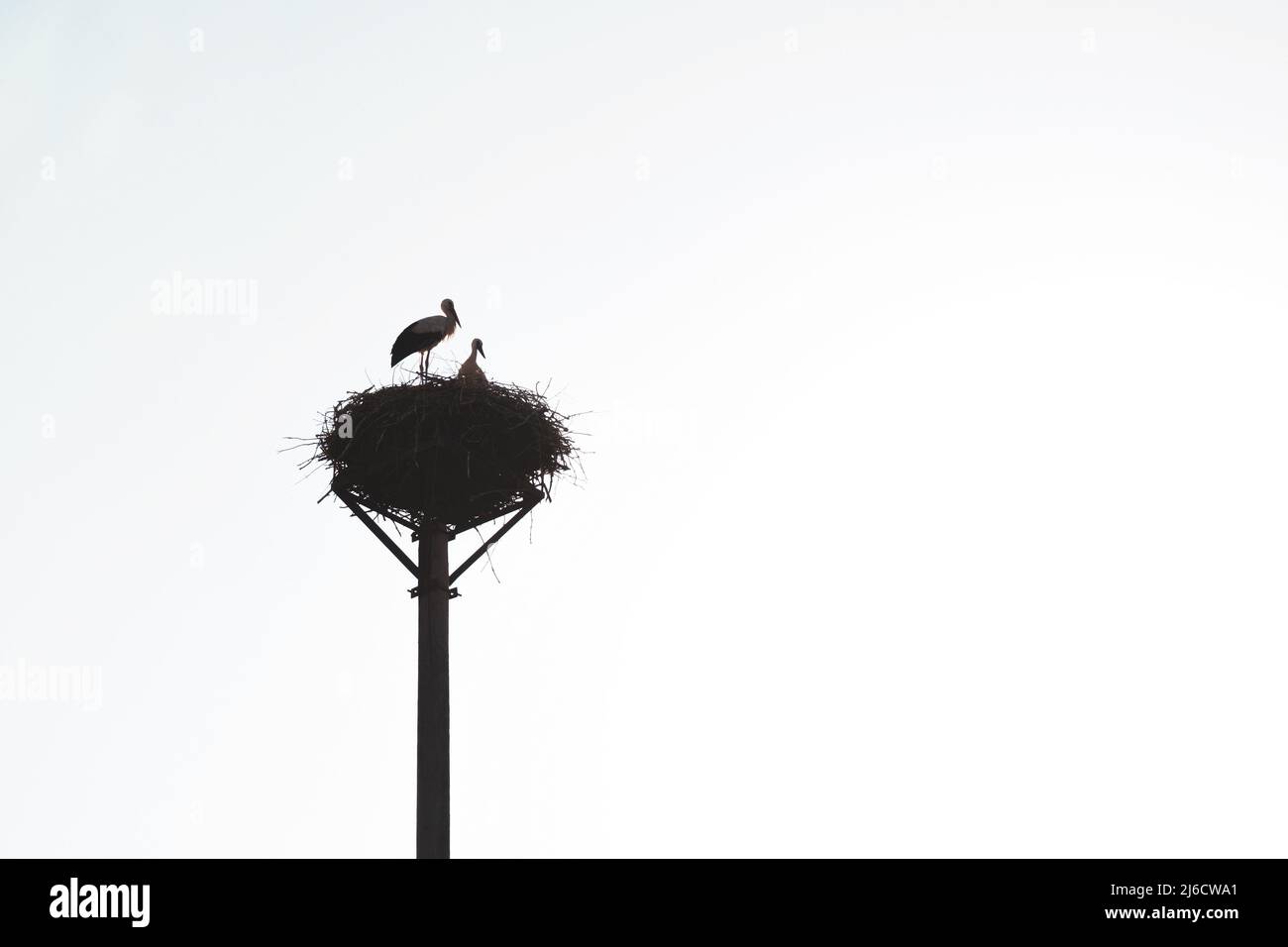 Silhouette von Mutter oder Vater Storch und Baby Storch im Nest bei Sonnenuntergang. Mutterschaft oder Vaterschaft Konzept. Alleinerziehende Konzept Stockfoto