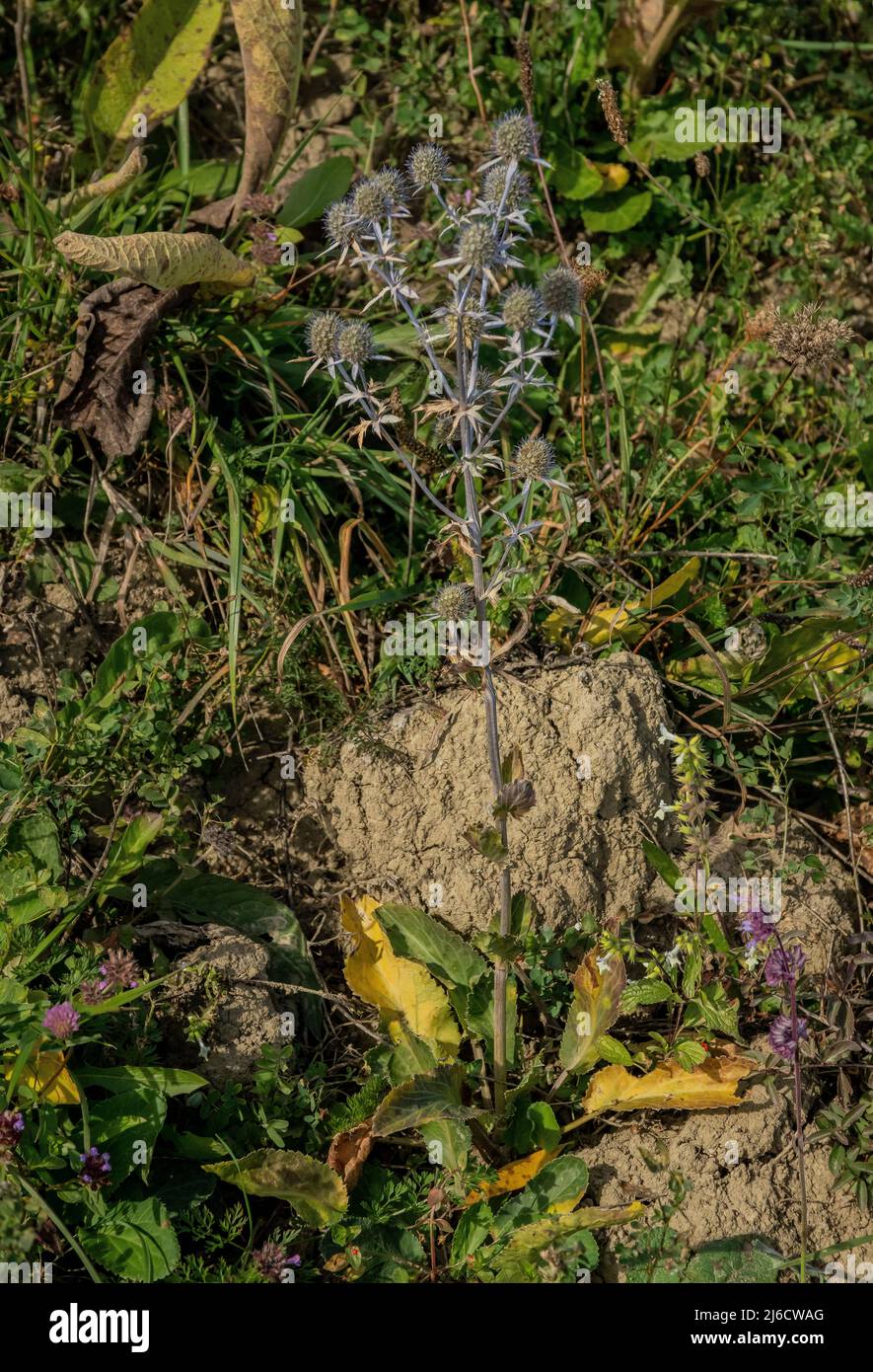 Blauer Eryngo, Eryngium planum, blühend im Grasland, Rumänien. Stockfoto