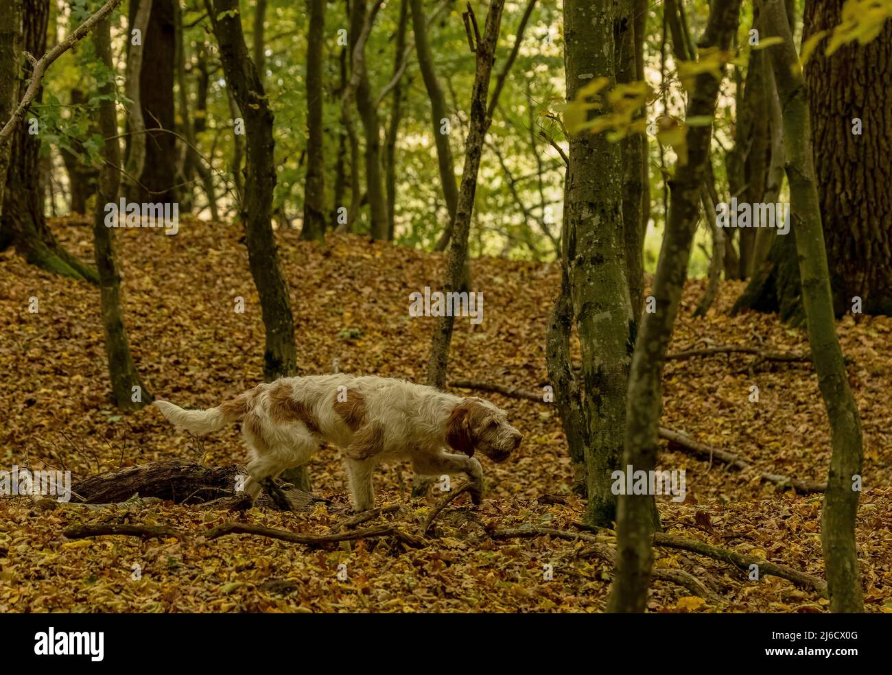 Rumänischer Trüffeljagd Hund in alten Wäldern im Herbst, in der Nähe von Archita, Sachsen-Siebenbürgen. Rumänien. Stockfoto