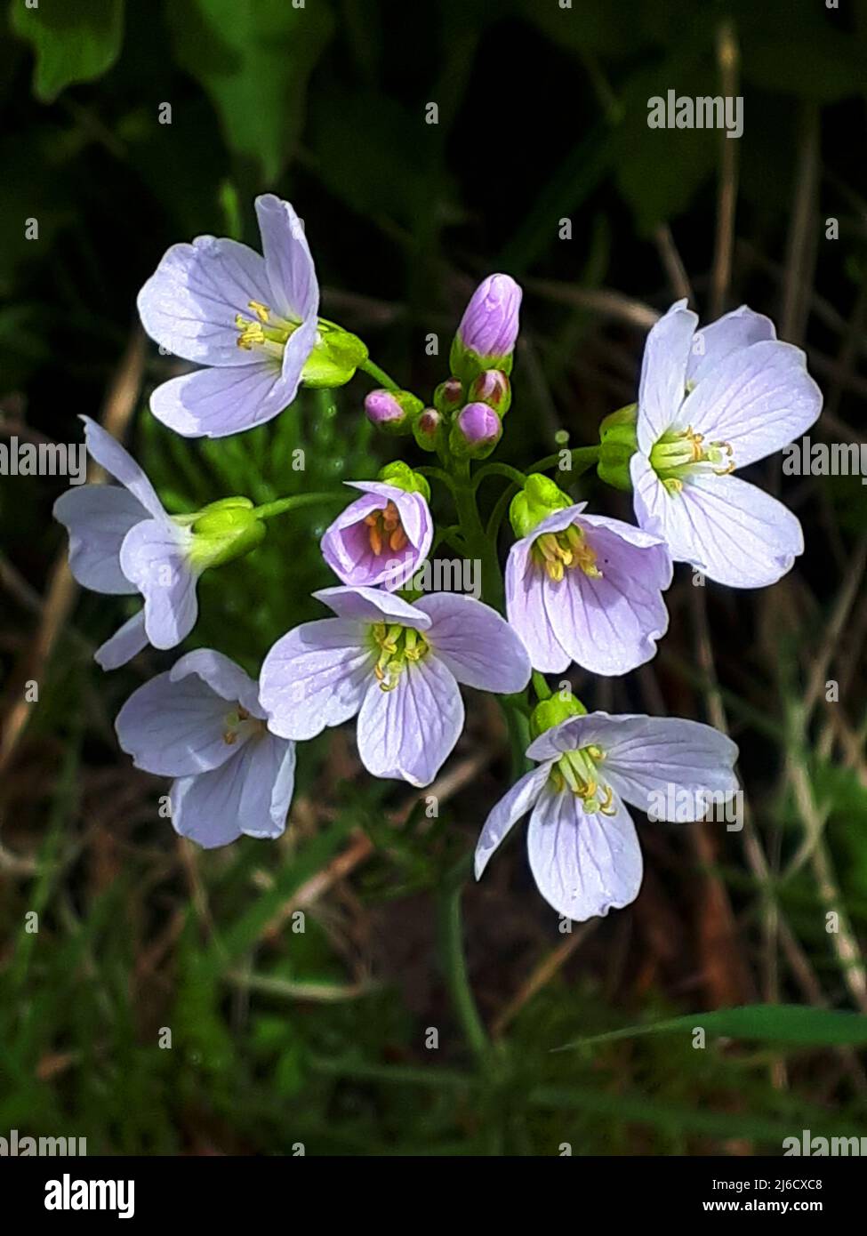 Mayflower, oft bekannt als „Damenskittel“, öffnen sich die hübschen Fliederblumen um die Zeit, als der Kuckuck zu rufen beginnt. Stockfoto Mayflower, oft bekannt als „Damenskittel“, öffnen sich die hübschen Fliederblumen um die Zeit, als der Kuckuck zu rufen beginnt. Stockfoto